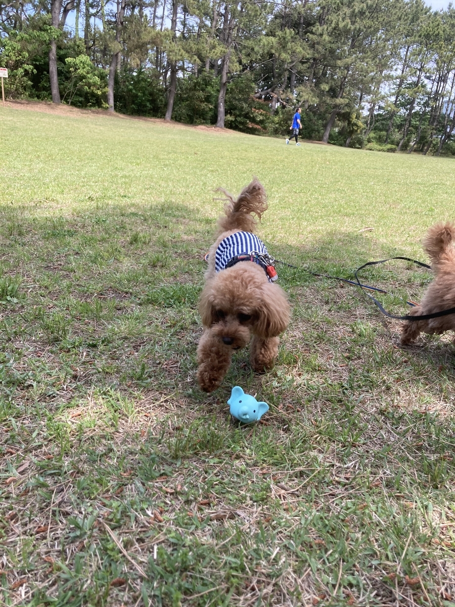 f:id:ancoco5535:20210507100731j:plain