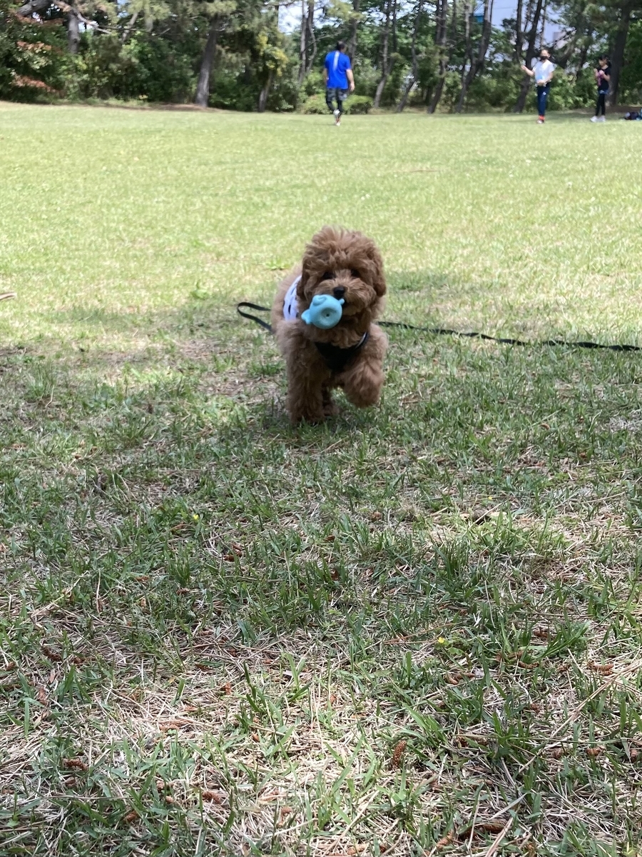 f:id:ancoco5535:20210507100813j:plain