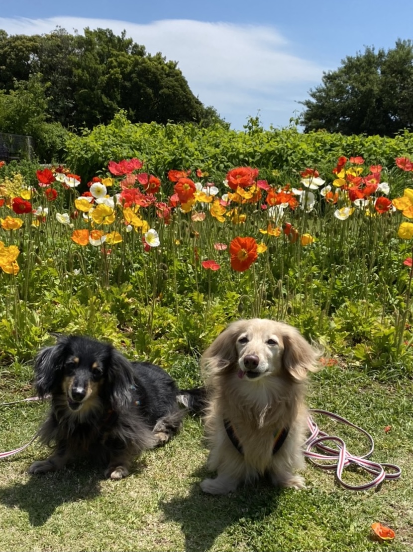 f:id:ancoco5535:20210507101131j:plain