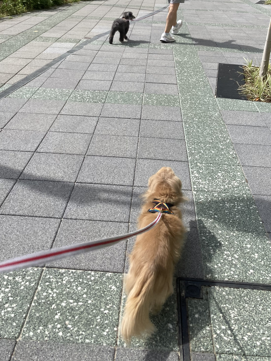 f:id:ancoco5535:20210509204441j:plain