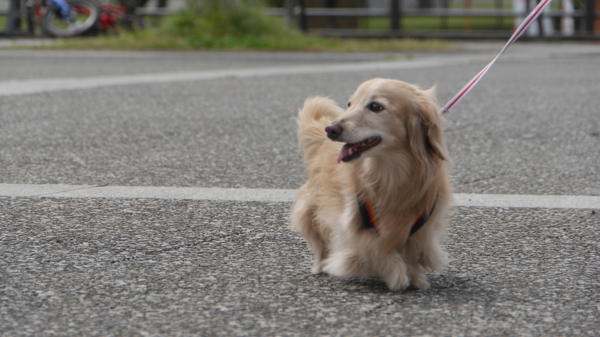 f:id:ancoco5535:20210609100643j:plain