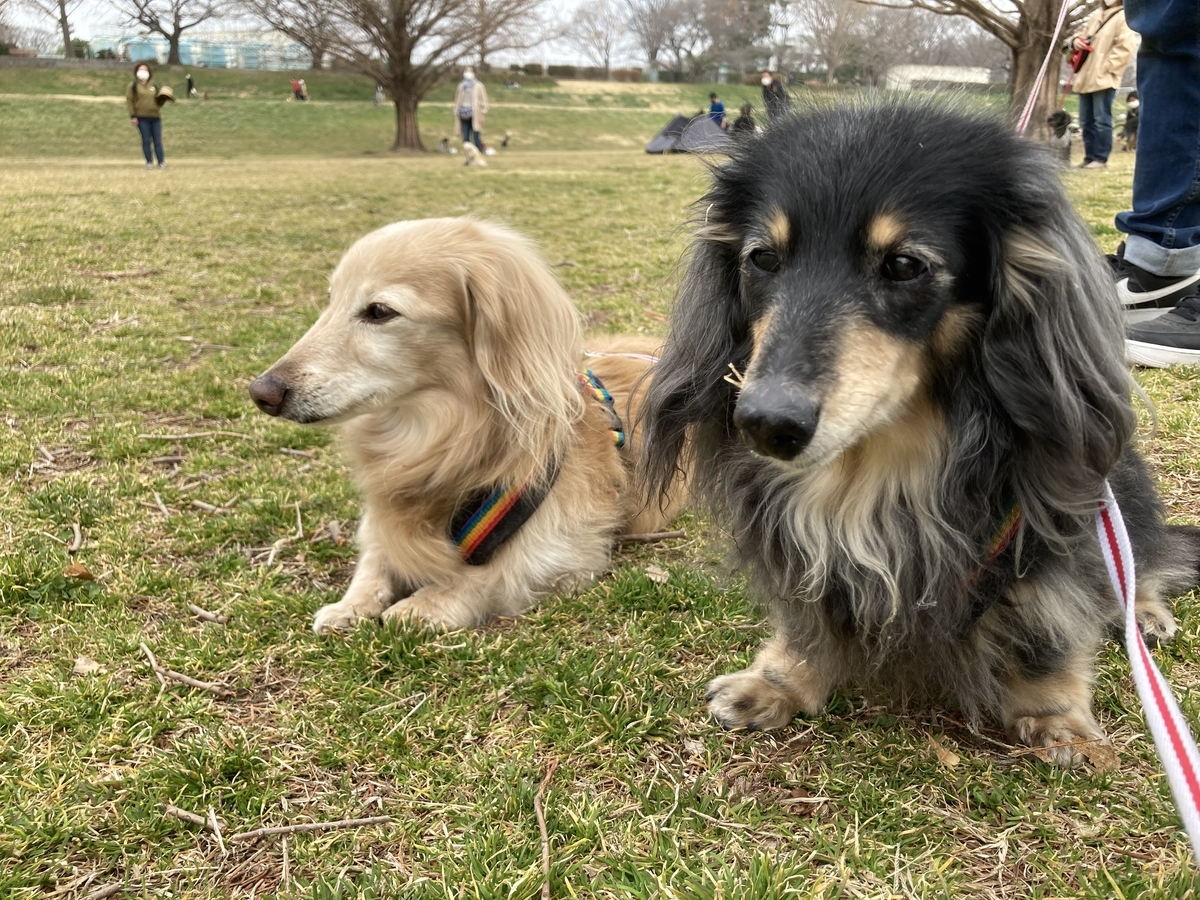 f:id:ancoco5535:20220314092419j:plain