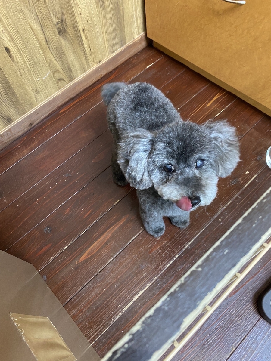 f:id:ancoco5535:20220314132743j:plain