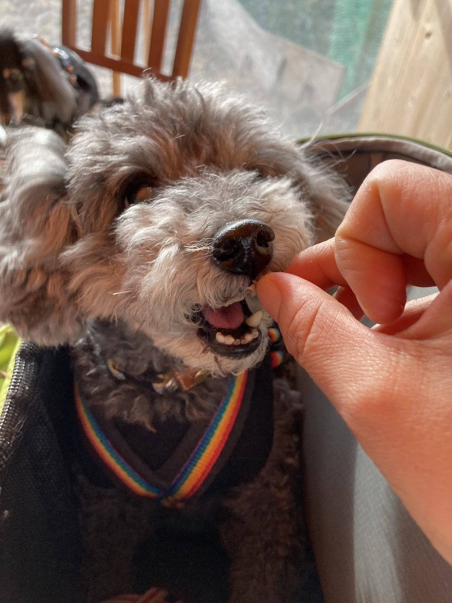 f:id:ancoco5535:20220314133040j:plain