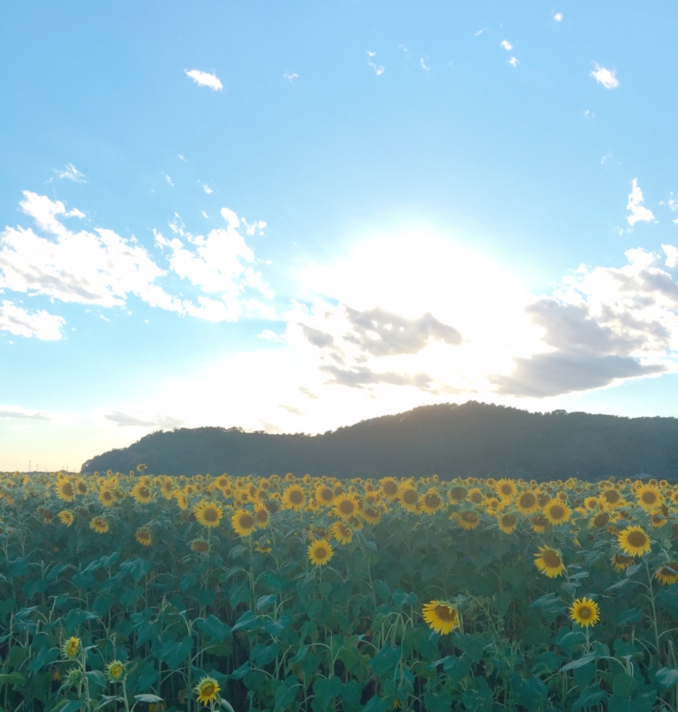 f:id:ancoro_chan:20180818095037j:plain