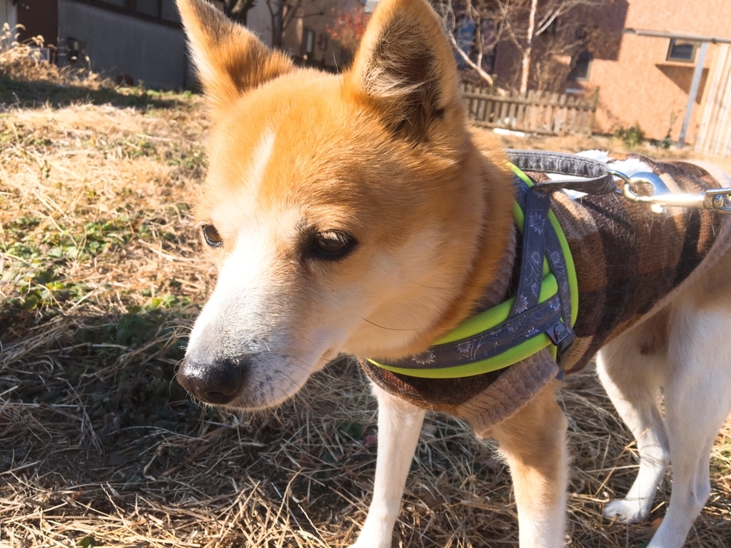 f:id:ancoro_chan:20190111104206j:plain f:id:ancoro_chan:20190111104206j:plain