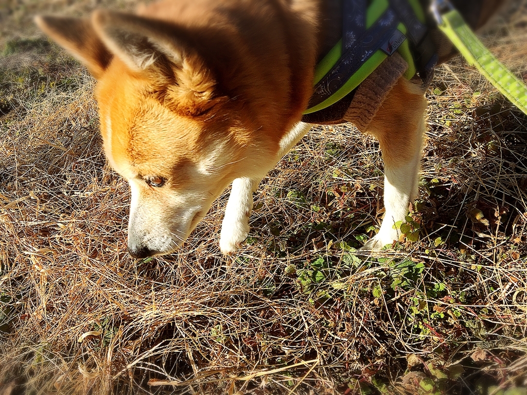 f:id:ancoro_chan:20190111104322j:plain f:id:ancoro_chan:20190111104322j:plain