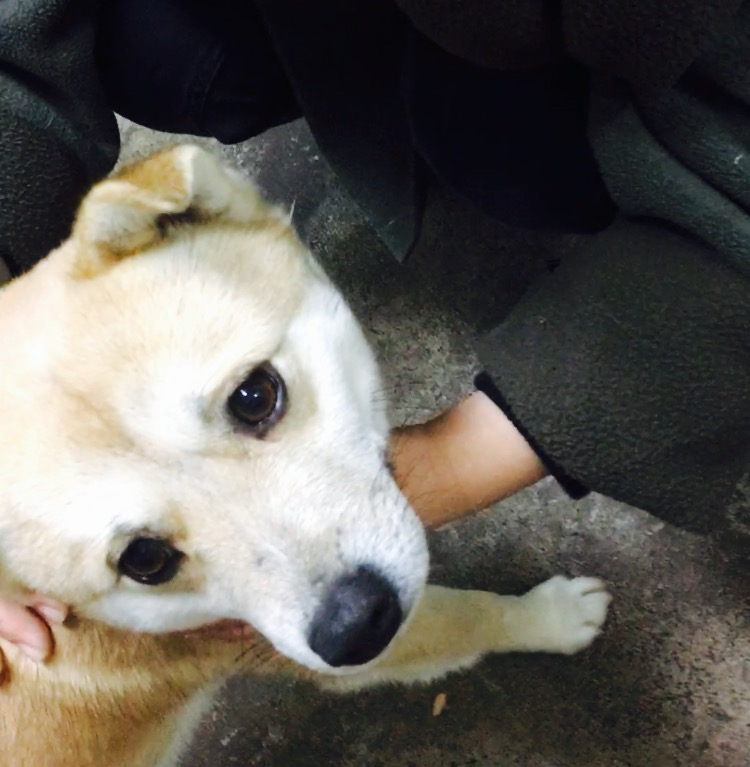 f:id:ancoro_chan:20190119023530p:plain