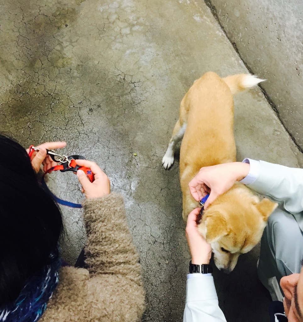 f:id:ancoro_chan:20190123145516j:plain