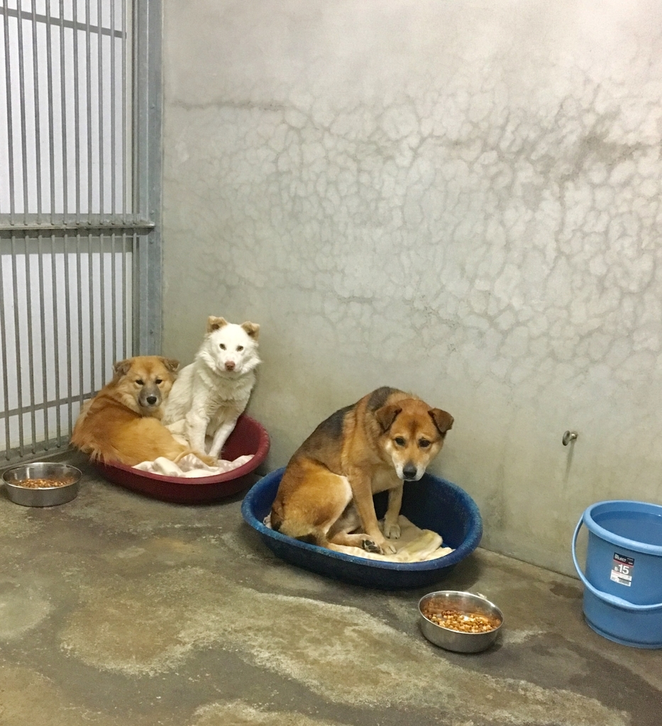 f:id:ancoro_chan:20190123150511j:plain