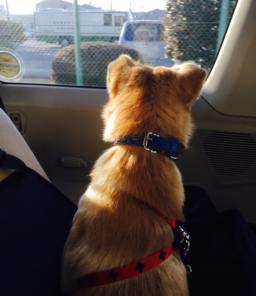 f:id:ancoro_chan:20190123152825j:plain