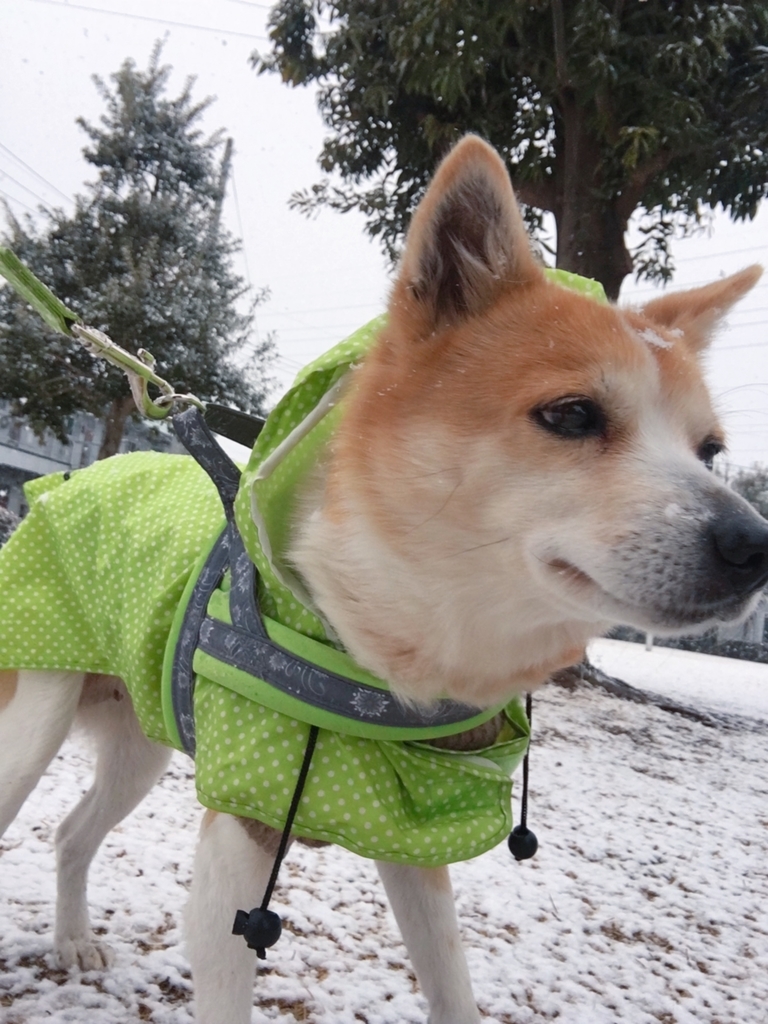 f:id:ancoro_chan:20190209133809j:plain