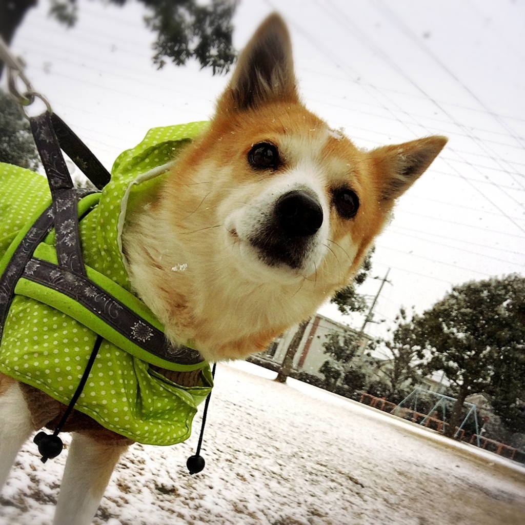 f:id:ancoro_chan:20190216153250j:plain