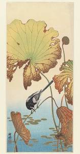 小原古邨-枯れ蓮に背黒鶺鴒 Ohara Koson 小原古邨-枯れ蓮に背黒鶺鴒