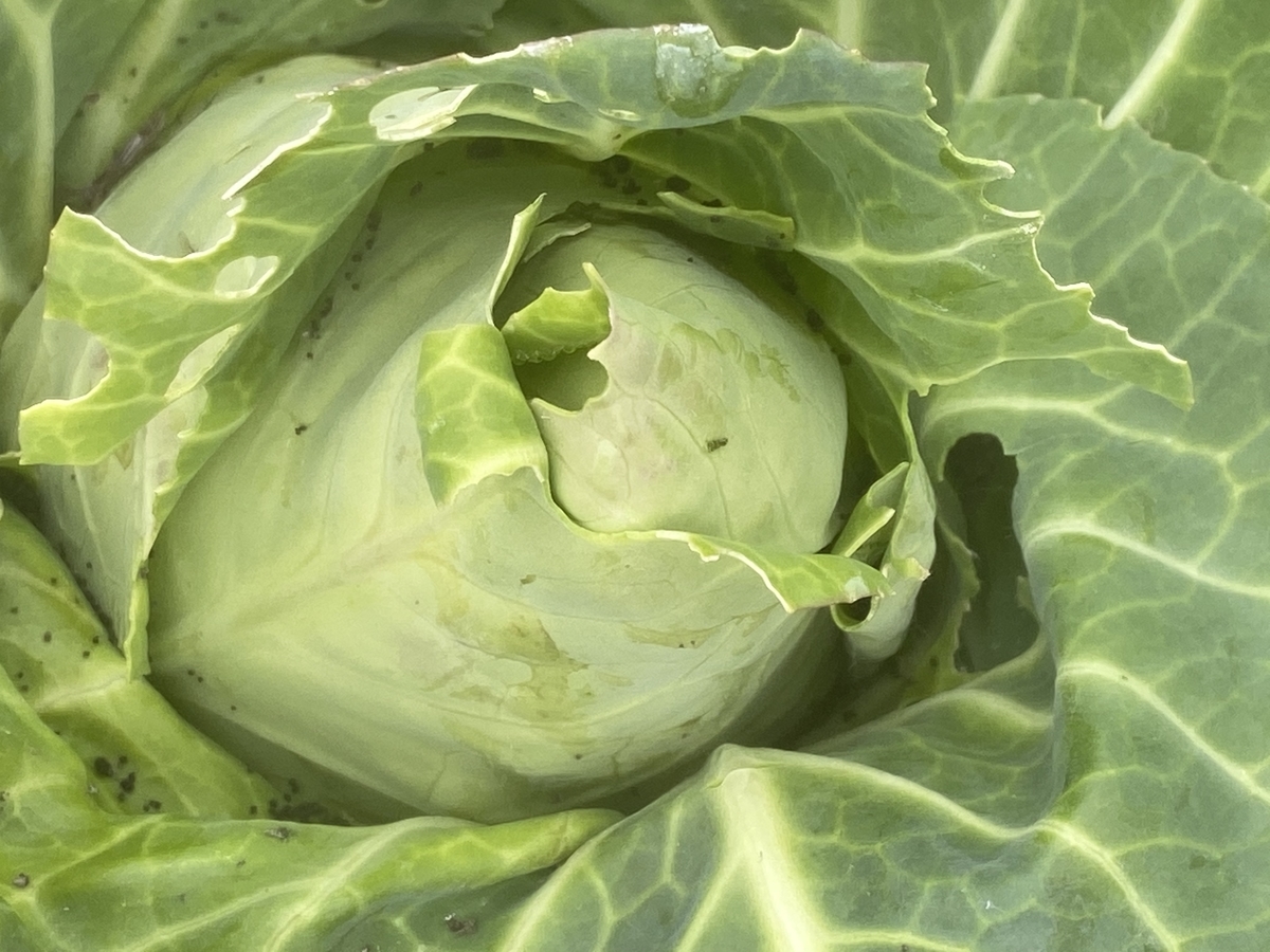 あれれ 油断大敵です 虫食いの犯人は蝶々の幼虫です Farm Andante 美味しい野菜とふれあい菜園 あれれ 油断大敵です 虫食いの犯人は蝶々の幼虫です Farm Andante 美味しい野菜とふれあい菜園