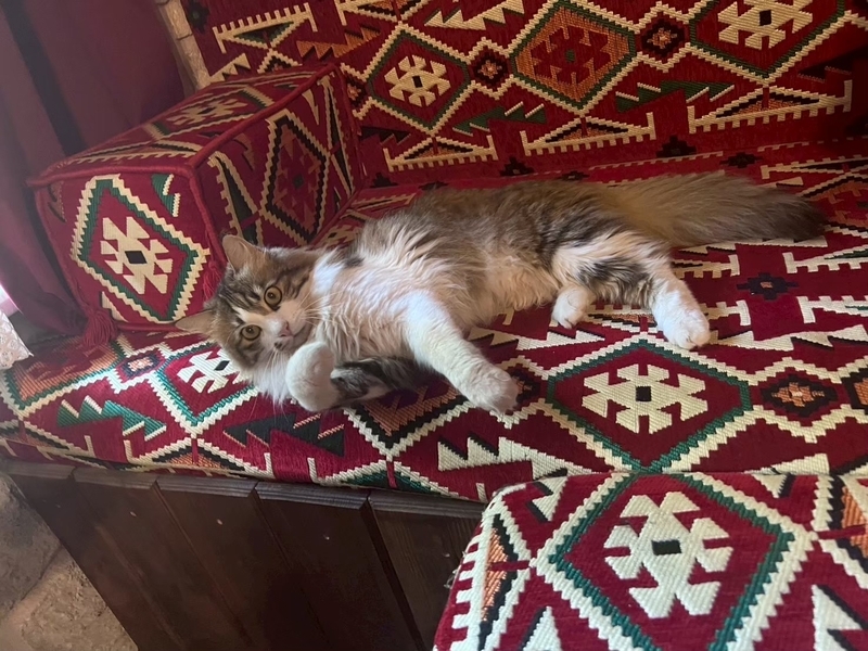 カッパドキアホテル　ヴィンテージ ケーブ ハウス猫