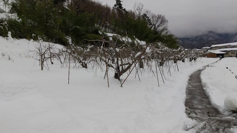 snow_field