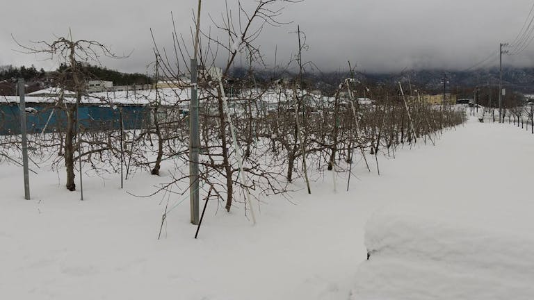 snow