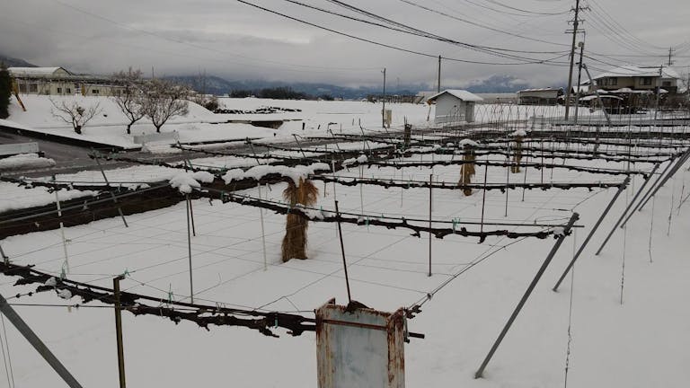 snow_field