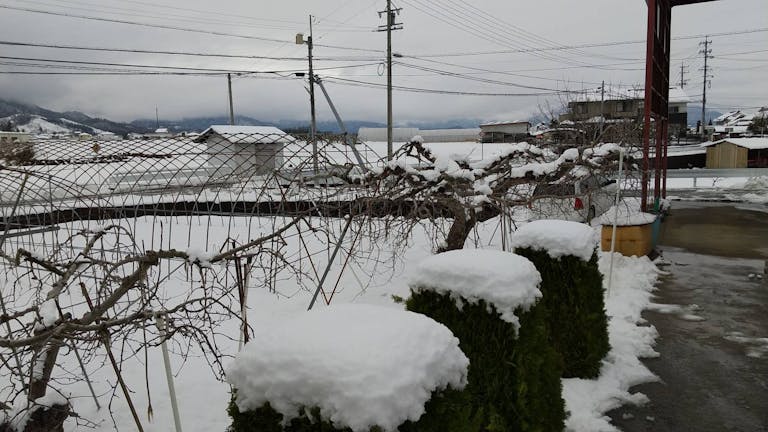 snow_field