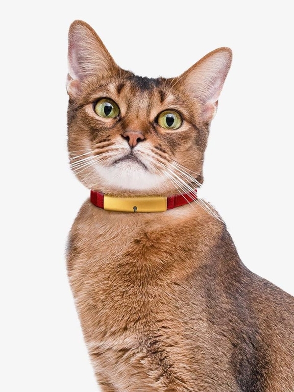 catwithcatlog