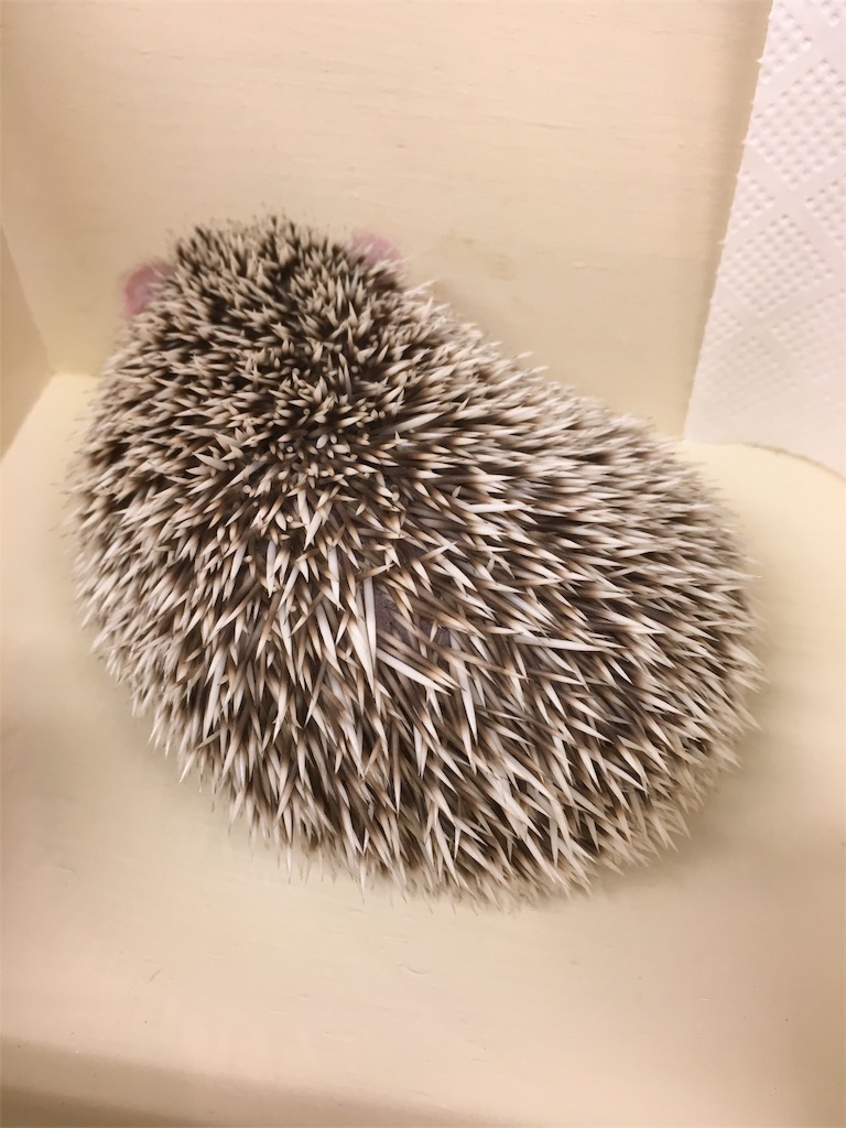f:id:anderson1911:20180516070817j:image