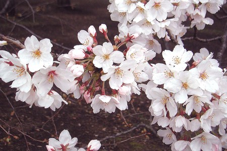 f:id:ando1947:20080330154040j:image