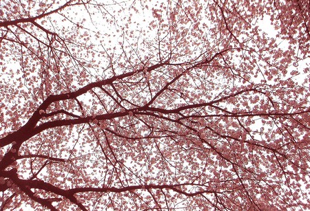 f:id:ando1947:20080330154217j:image