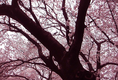 f:id:ando1947:20080330154256j:image
