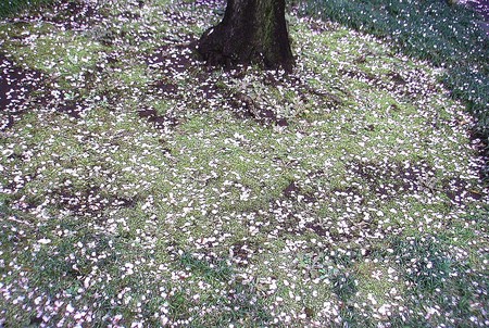 f:id:ando1947:20080331144845j:image f:id:ando1947:20080331144845j:image