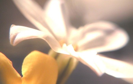 f:id:ando1947:20080409202735j:image