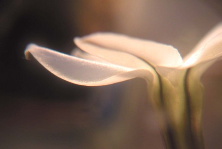 f:id:ando1947:20080409202952j:image
