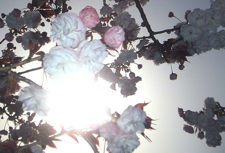 f:id:ando1947:20080415161204j:image f:id:ando1947:20080415161204j:image