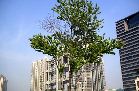 f:id:ando1947:20080501074114j:image f:id:ando1947:20080501074114j:image