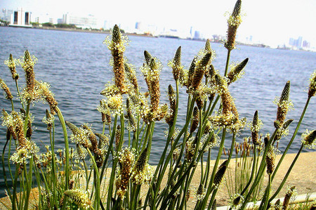 f:id:ando1947:20080508101150j:image