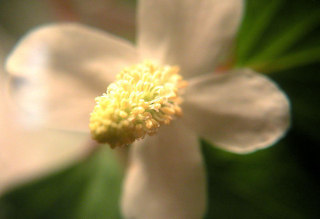 f:id:ando1947:20080608223713j:image f:id:ando1947:20080608223713j:image