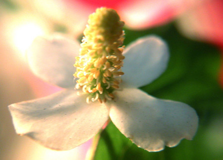 f:id:ando1947:20080608223929j:image f:id:ando1947:20080608223929j:image