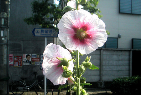 f:id:ando1947:20080609151556j:image