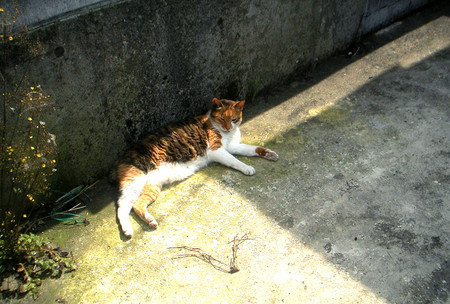 f:id:ando1947:20080610142001j:image f:id:ando1947:20080610142001j:image