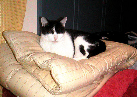 f:id:ando1947:20080615000430j:image f:id:ando1947:20080615000430j:image