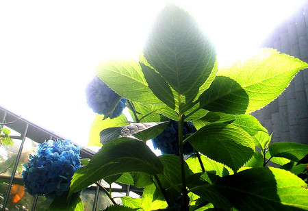 f:id:ando1947:20080701143725j:image f:id:ando1947:20080701143725j:image