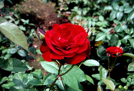 f:id:ando1947:20080705122916j:image f:id:ando1947:20080705122916j:image