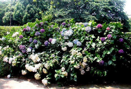 f:id:ando1947:20080705124507j:image f:id:ando1947:20080705124507j:image