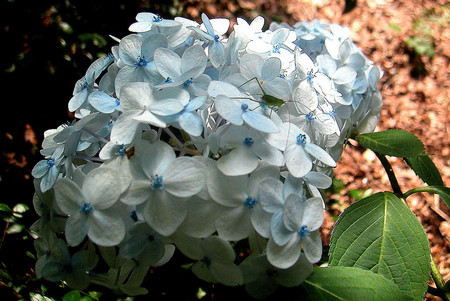 f:id:ando1947:20080705131304j:image f:id:ando1947:20080705131304j:image