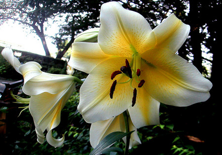 f:id:ando1947:20080711143219j:image f:id:ando1947:20080711143219j:image
