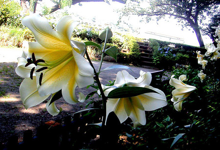 f:id:ando1947:20080711143230j:image f:id:ando1947:20080711143230j:image