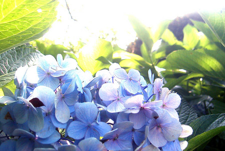 f:id:ando1947:20080717145137j:image