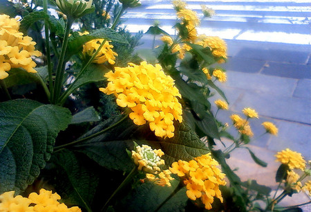 f:id:ando1947:20080729162600j:image f:id:ando1947:20080729162600j:image