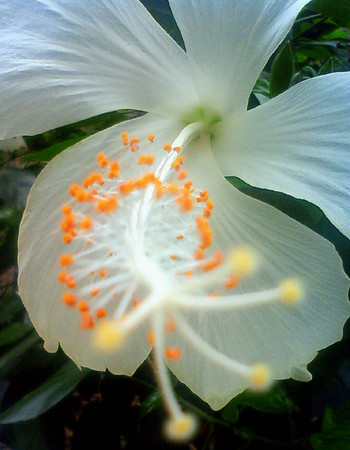 f:id:ando1947:20080729162800j:image f:id:ando1947:20080729162800j:image