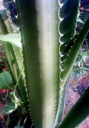 f:id:ando1947:20080729163000j:image f:id:ando1947:20080729163000j:image